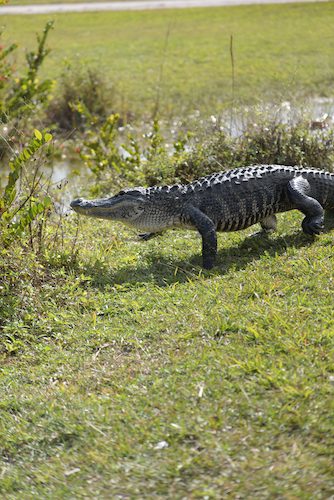 Day 49: Monument Lake, Everglades, FL