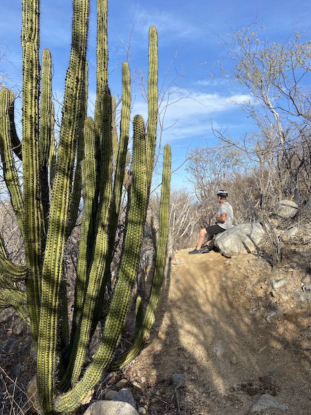 saguaro national park