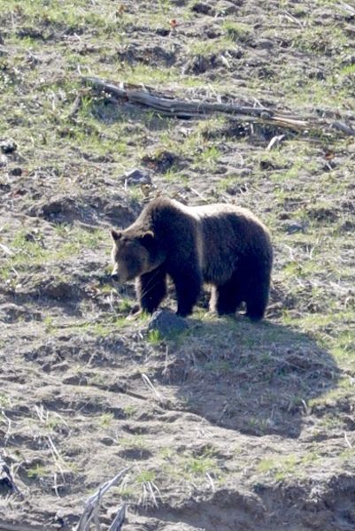 Day 198: Yellowstone National Park