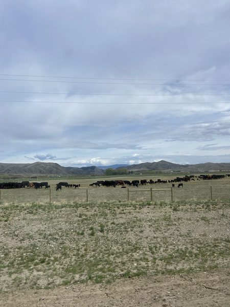 Day 199: Travel Day | Yellowstone National Park to Helena, MT