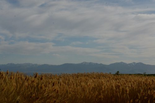DSC_2614