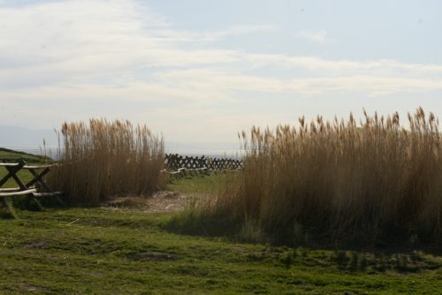 DSC_2620